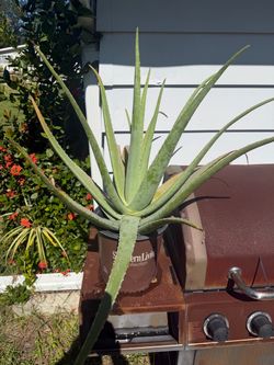 Large aloe vera plant