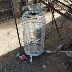Bird Cage