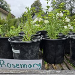 Rosemary!
