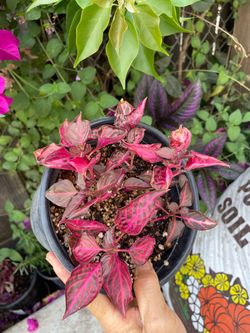 7 well rooted plants in 6” pot Iresine aka bloodleaf; pot; indoor/outdoor (herbal)