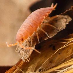 Powder Orange Isopod Pictures