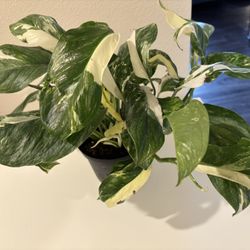 Monstera.  Lechleriana variegated 4 Plants In Pot