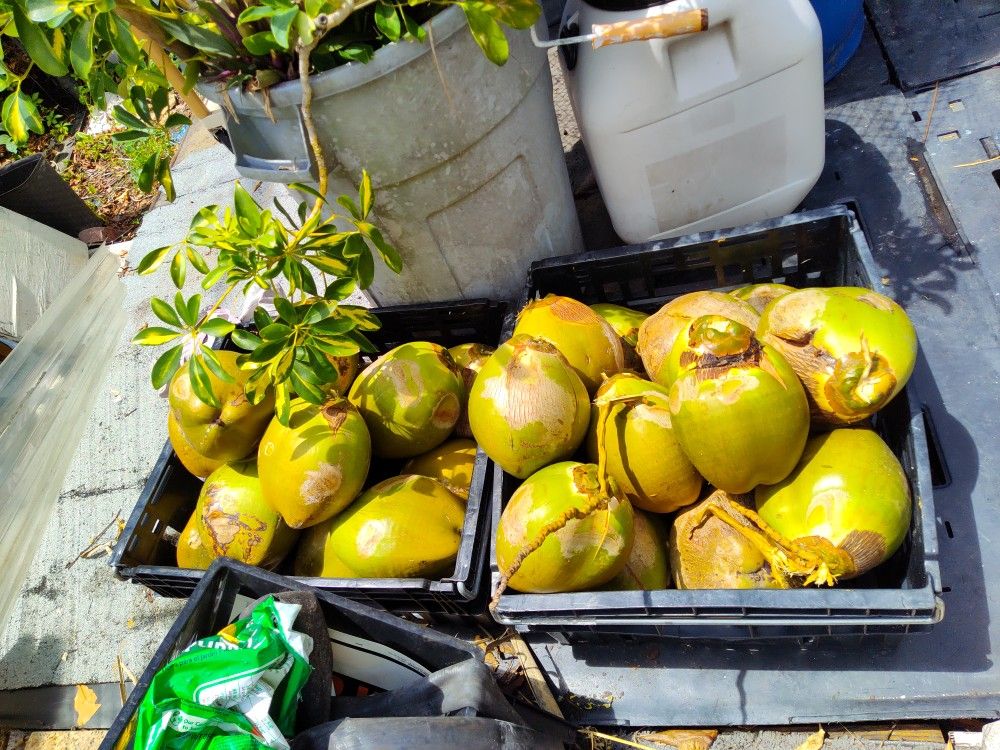 $2 Coconut 🥥