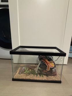 10 gallon terrarium with hide