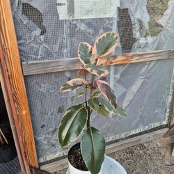 Rubber Plant 8: Pot