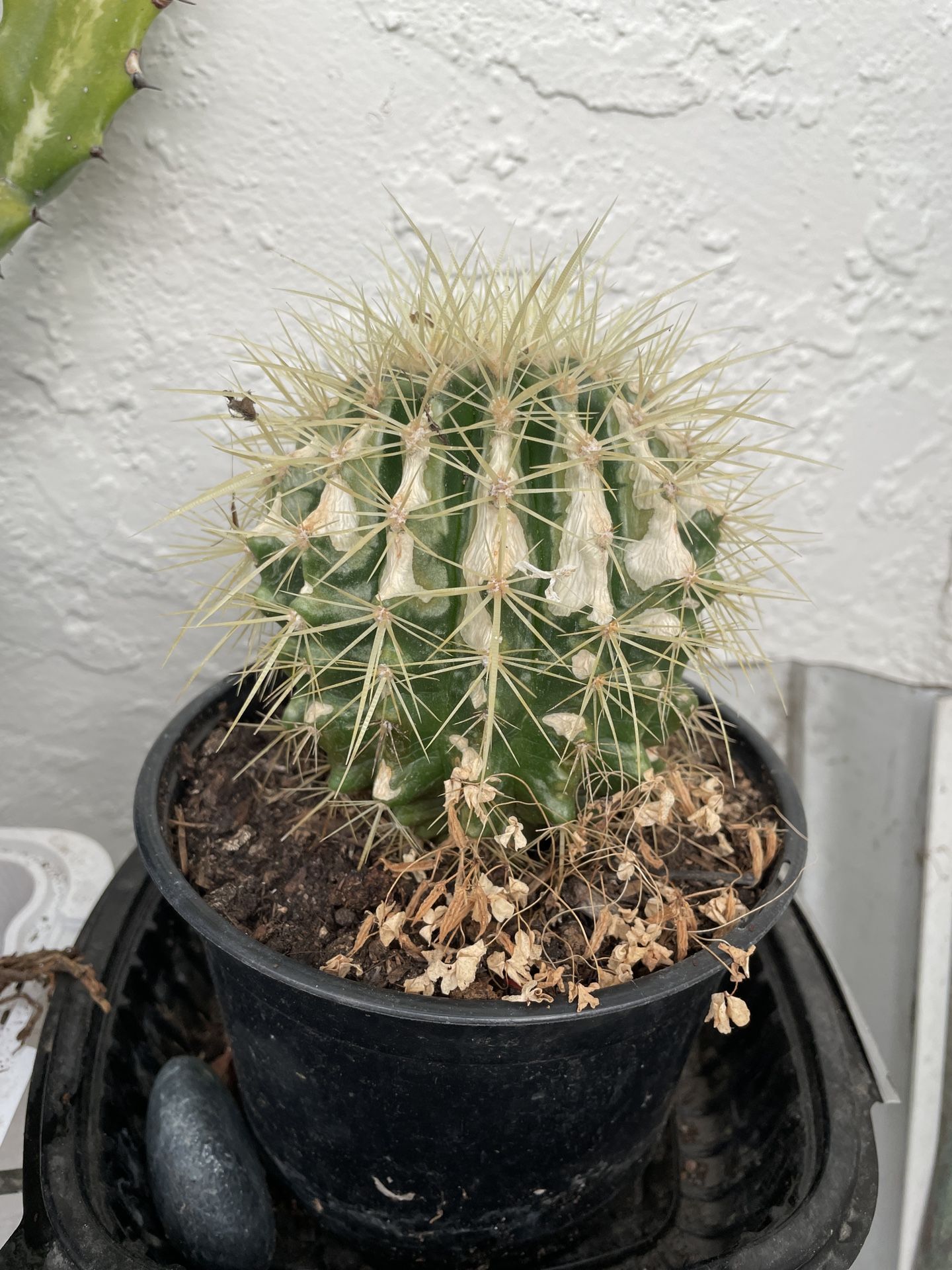 6in Pot Barrel Cactus