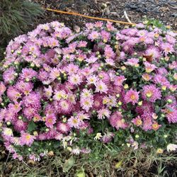 I Got Mums For Sale  $20