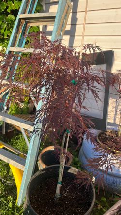 Japanese Maple For Sale