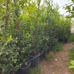 Ficus Nitida 6ft Tall 25 Gallons 