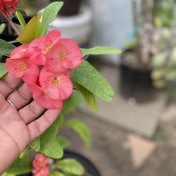 Corona de Cristo 🪴planta natural$17