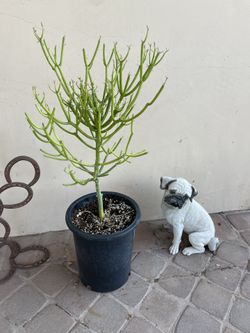 Cactus Agave Aloe Vera Fire Stick Tree Plant
