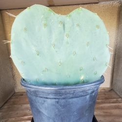 Heart Shaped Cactus Plant