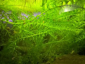 Anacaris Plant 5x5in Trimmings