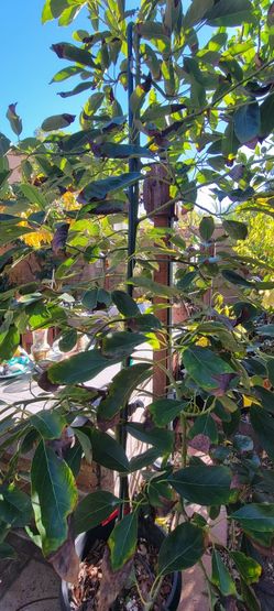 Avocado Tree Hass 9ft 15g