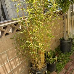 Bamboo plants 
