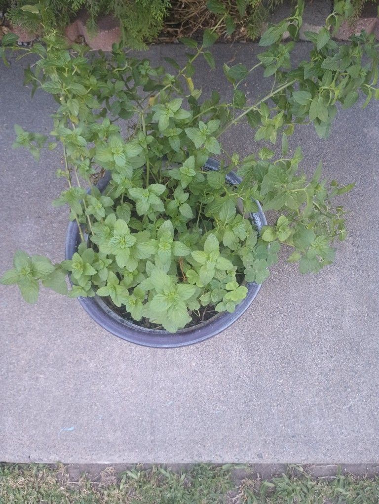 Yerbabuena