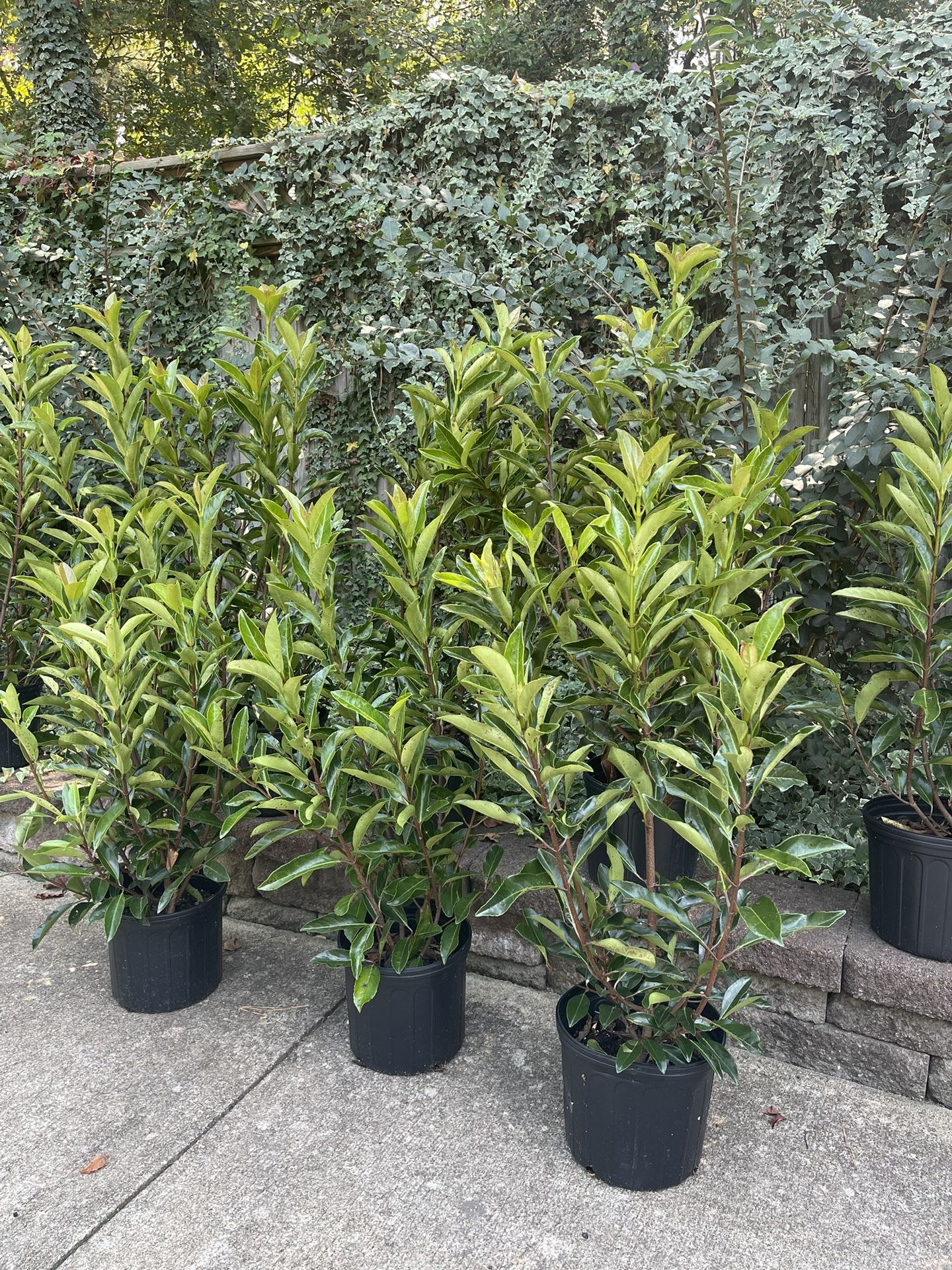 Chindo Plants 3 ft Tall $20
