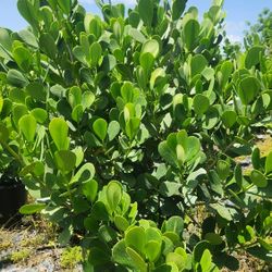 Beautiful Clusias Plants For Inmediate Privacy!!! 6 Feet Tall!! Fertilized 