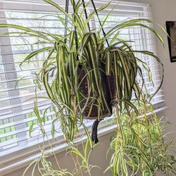 XXL SPIDER PLANT 