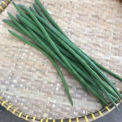 Moringa Drumstick