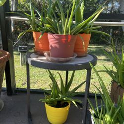 Beautiful, healthy Aloe Plants 