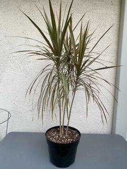 Dracaena marginata
