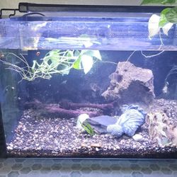 13gal Fluval Fish Tank With Filter And Light 