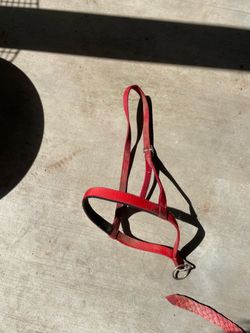 Tie down for horses
