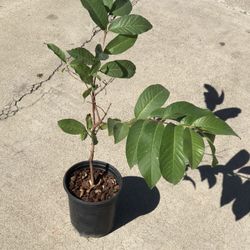 Guava Plant