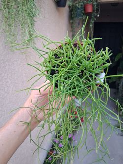 Rhipsalis Baccifera Plant $18