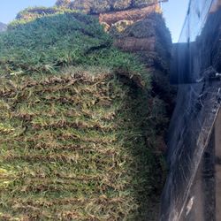 Grass Sod For Sale