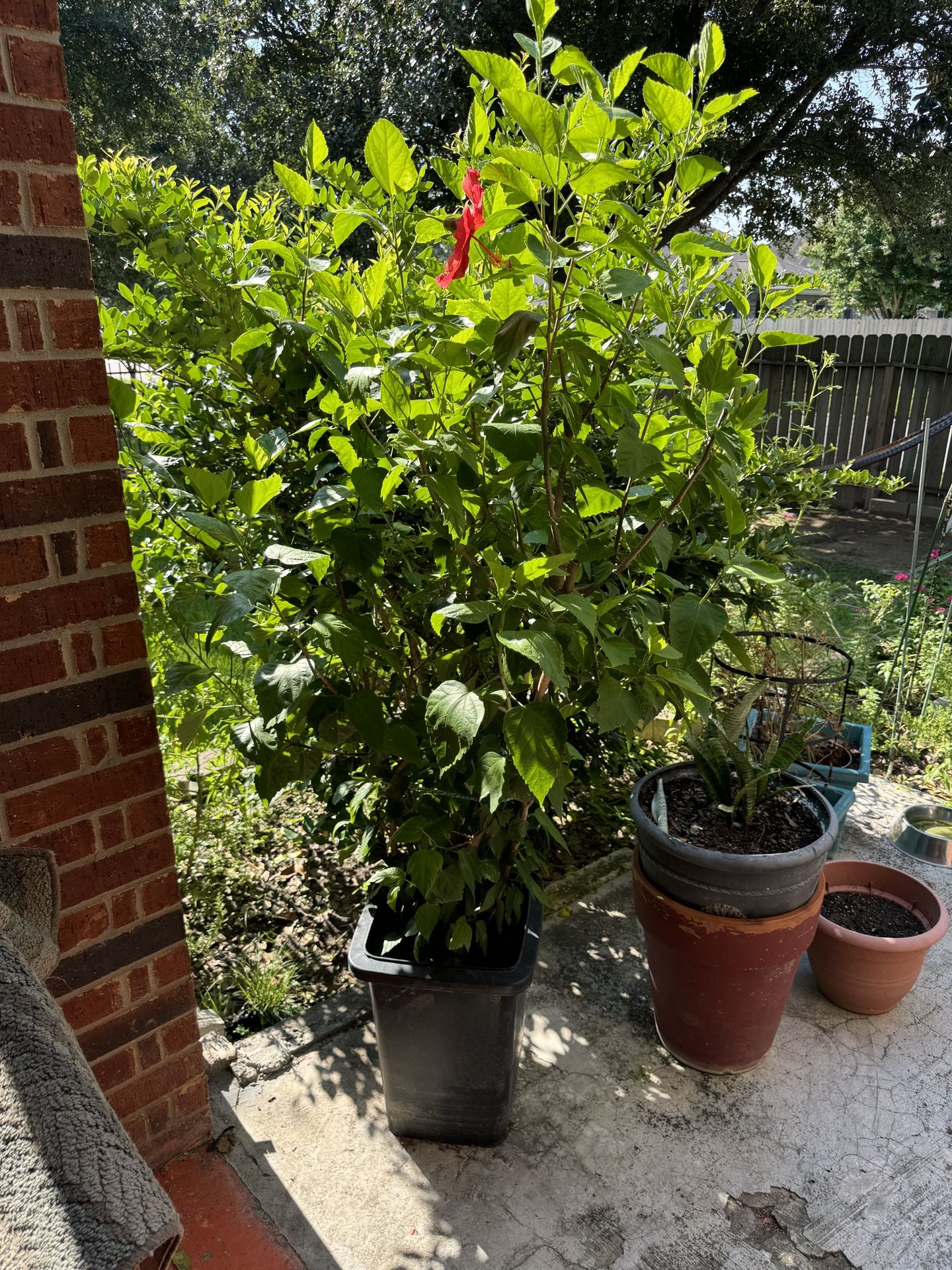 Outdoor Hibiscus ๐บ Plant