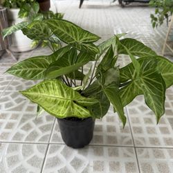Arrowhead Plant in Plastic Pot