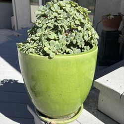 2 beautiful succulents with green ceramic pots