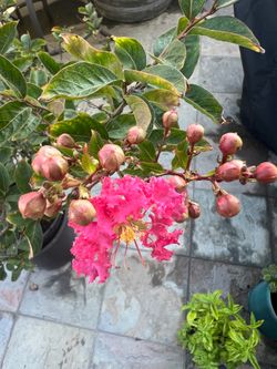 Crape Myrtle tree - approx 4 feet