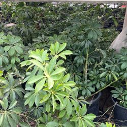 Umbrella plant