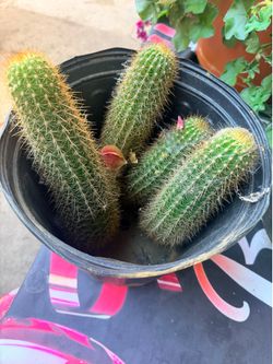 Cactus