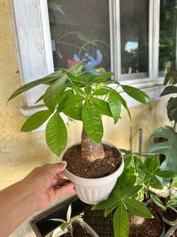 Money Tree Plants