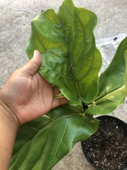 Baby Fig Tree