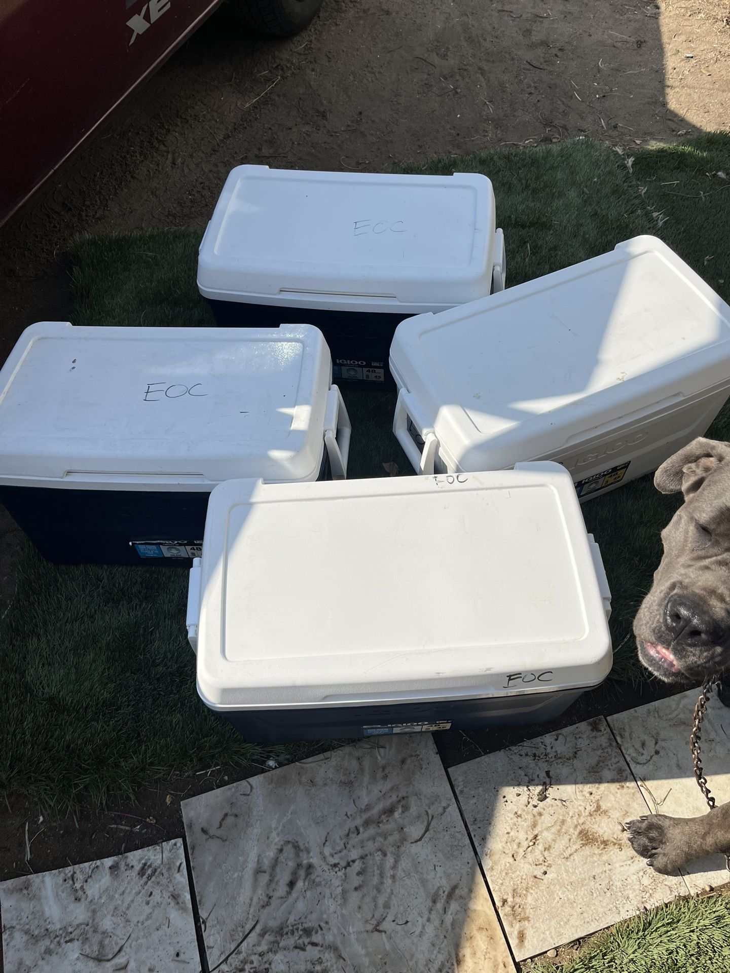 Coolers