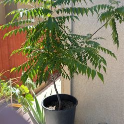 Curry Plant ( Tej Patti )