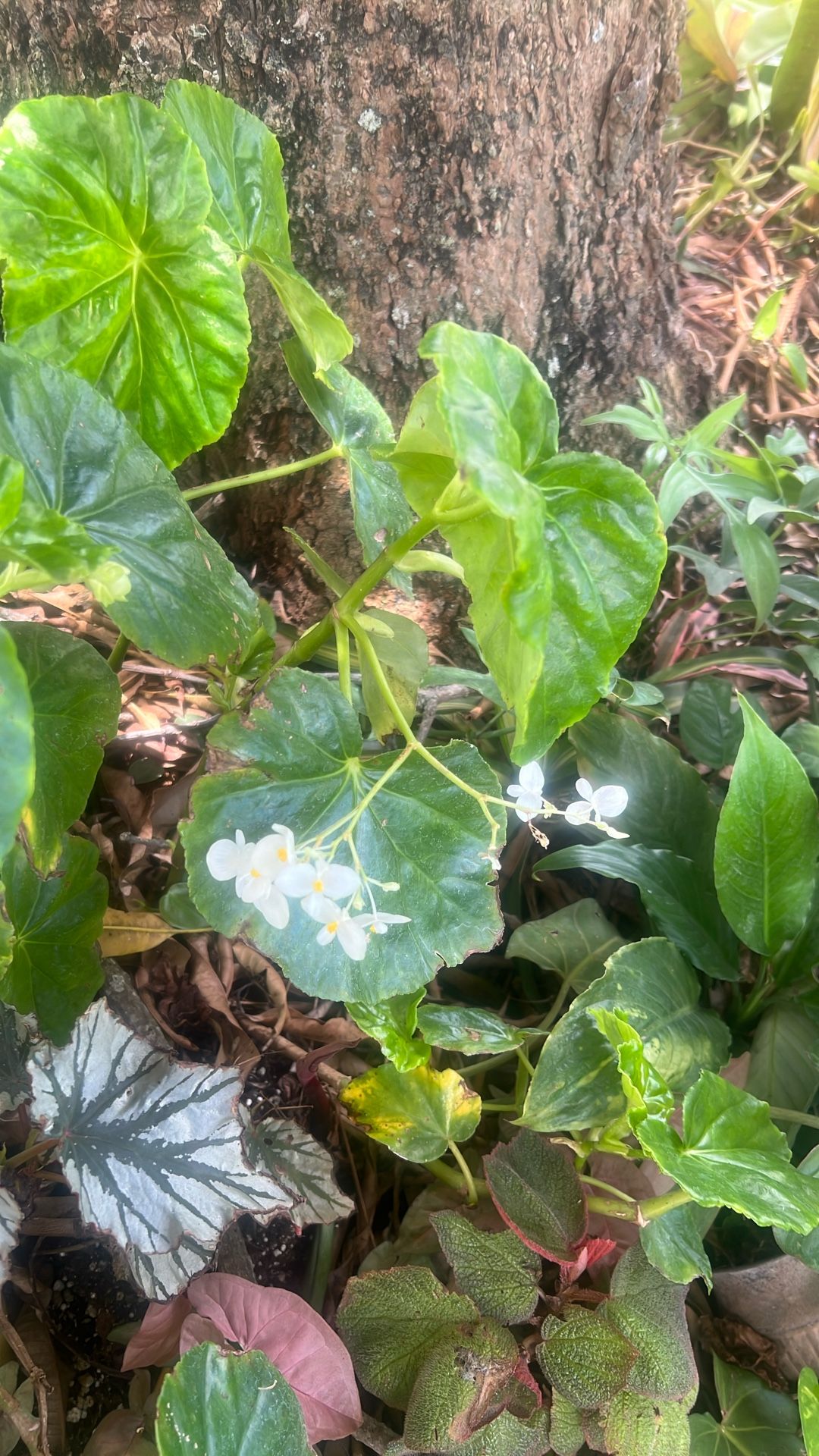 Begonia White Flower Available
