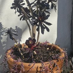 ENTIRE PLANTED POT of SUCCULENTS  Aeonium Black Rose/Ruby Necklace