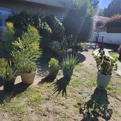 Big Plant Sale Today Today Open Till 6pm