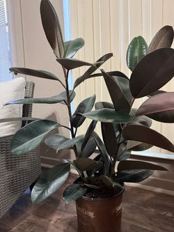 Beautiful thick large leaves rubber plant (2 plants around 4ft) in one pot