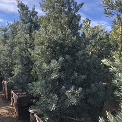 Icee Blue Podocarpus , Yellow-Wood Podocarps elongatus ‘Monmal’, Hedge And Privacy 24” Box