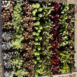 2 inch succulent plants