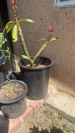 Pink plumeria