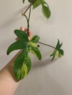 Philodendron Florida Beauty