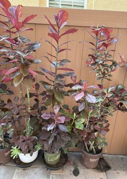 African Milk Bush
